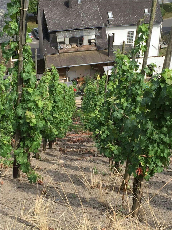 余教授德國鄉村行：世界葡萄園的無(wú)限風(fēng)光在摩澤爾河