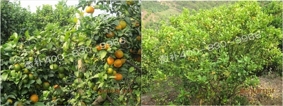 微補由國際植物營(yíng)養專(zhuān)家領(lǐng)銜的微肥企業(yè),40年微肥經(jīng)驗,針對80多種農作物,有100多個(gè)微肥產(chǎn)品,涵蓋葉面肥,沖施肥,水溶肥等.咨詢(xún)熱線(xiàn):400-830-9966微補系列微肥,質(zhì)量好,肥效高,見(jiàn)效快,后勁大,無(wú)公害.