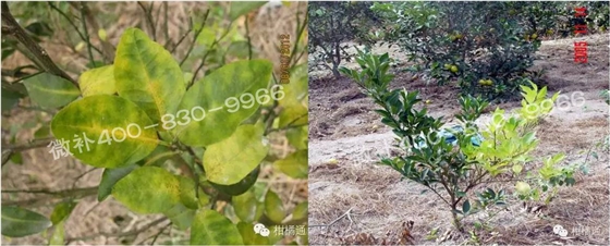 微補由國際植物營(yíng)養專(zhuān)家領(lǐng)銜的微肥企業(yè),40年微肥經(jīng)驗,針對80多種農作物,有100多個(gè)微肥產(chǎn)品,涵蓋葉面肥,沖施肥,水溶肥等.咨詢(xún)熱線(xiàn):400-830-9966微補系列微肥,質(zhì)量好,肥效高,見(jiàn)效快,后勁大,無(wú)公害.