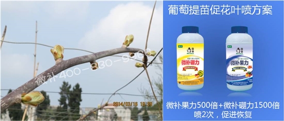 獼猴桃萌芽期如何施肥，才能促進(jìn)萌芽齊、萌芽壯？