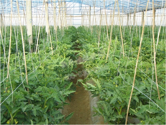 番茄長(cháng)勢好