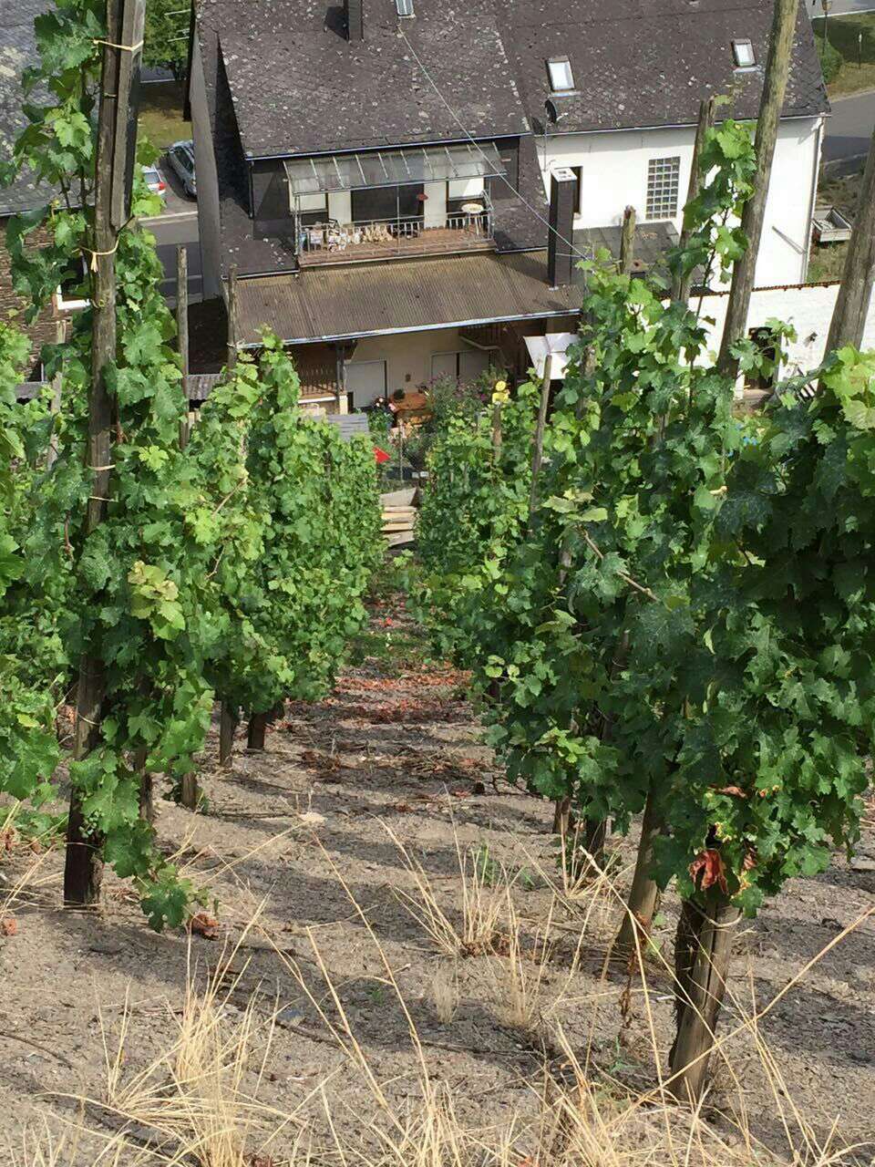 余教授德國鄉村行：世界葡萄園的無(wú)限風(fēng)光在摩澤爾河