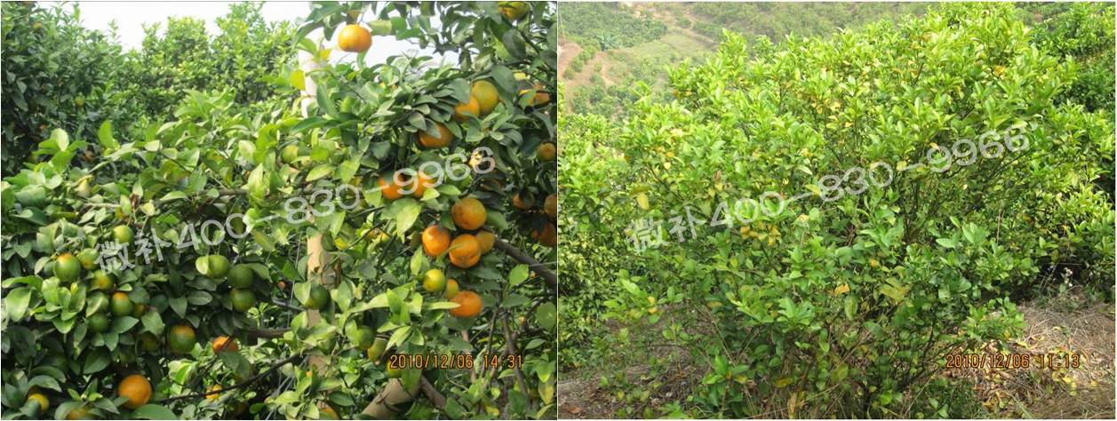 微補由國際植物營(yíng)養專(zhuān)家領(lǐng)銜的微肥企業(yè),40年微肥經(jīng)驗,針對80多種農作物,有100多個(gè)微肥產(chǎn)品,涵蓋葉面肥,沖施肥,水溶肥等.咨詢(xún)熱線(xiàn):400-830-9966微補系列微肥,質(zhì)量好,肥效高,見(jiàn)效快,后勁大,無(wú)公害.