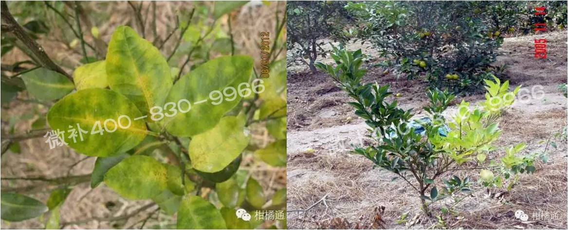 微補由國際植物營(yíng)養專(zhuān)家領(lǐng)銜的微肥企業(yè),40年微肥經(jīng)驗,針對80多種農作物,有100多個(gè)微肥產(chǎn)品,涵蓋葉面肥,沖施肥,水溶肥等.咨詢(xún)熱線(xiàn):400-830-9966微補系列微肥,質(zhì)量好,肥效高,見(jiàn)效快,后勁大,無(wú)公害.