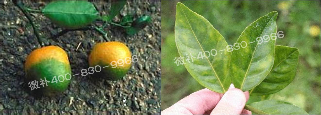 微補由國際植物營(yíng)養專(zhuān)家領(lǐng)銜的微肥企業(yè),40年微肥經(jīng)驗,針對80多種農作物,有100多個(gè)微肥產(chǎn)品,涵蓋葉面肥,沖施肥,水溶肥等.咨詢(xún)熱線(xiàn):400-830-9966微補系列微肥,質(zhì)量好,肥效高,見(jiàn)效快,后勁大,無(wú)公害.