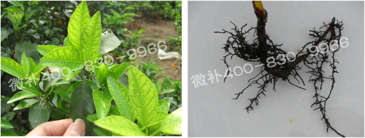 微補由國際植物營(yíng)養專(zhuān)家領(lǐng)銜的微肥企業(yè),40年微肥經(jīng)驗,針對80多種農作物,有100多個(gè)微肥產(chǎn)品,涵蓋葉面肥,沖施肥,水溶肥等.咨詢(xún)熱線(xiàn):400-830-9966微補系列微肥,質(zhì)量好,肥效高,見(jiàn)效快,后勁大,無(wú)公害.