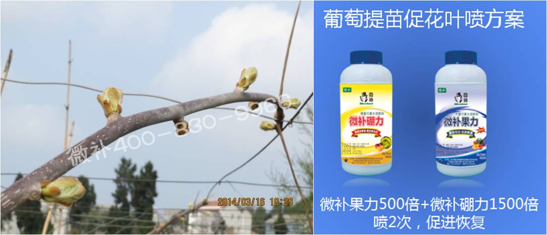 獼猴桃萌芽期如何施肥，才能促進(jìn)萌芽齊、萌芽壯？