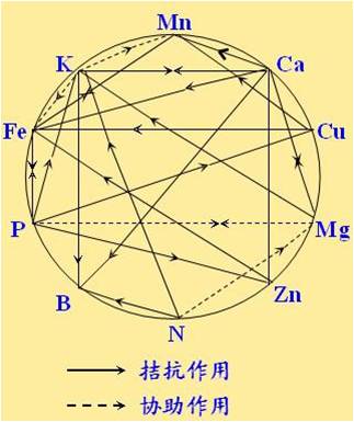 原料型鉀肥和鎂肥為什么會(huì )發(fā)生拮抗？