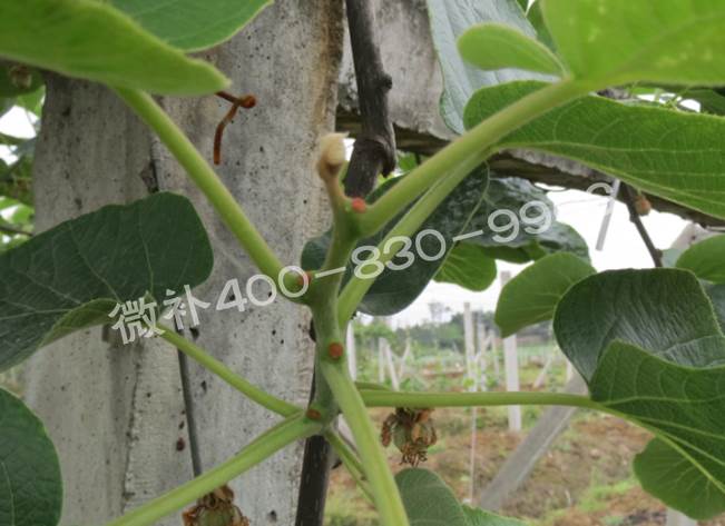 獼猴桃缺鈣對抽梢開(kāi)花有什么影響？