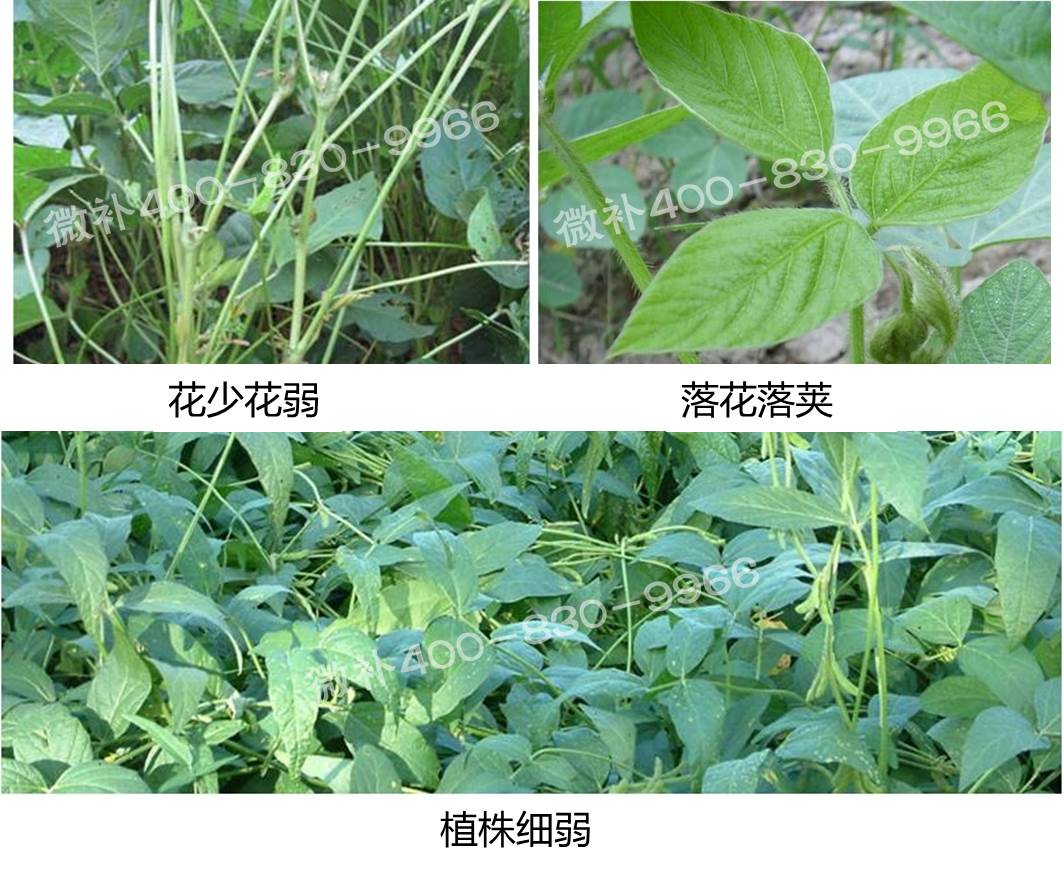 大豆類(lèi)營(yíng)養方案