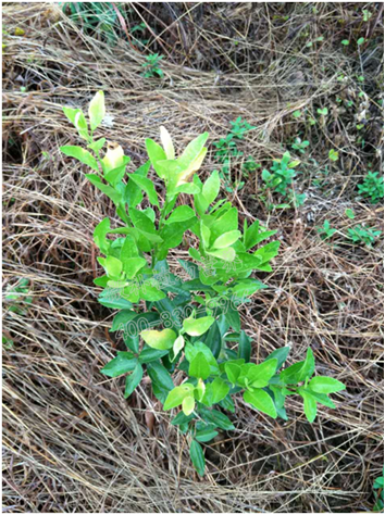 柑橘小樹(shù)梢不轉綠