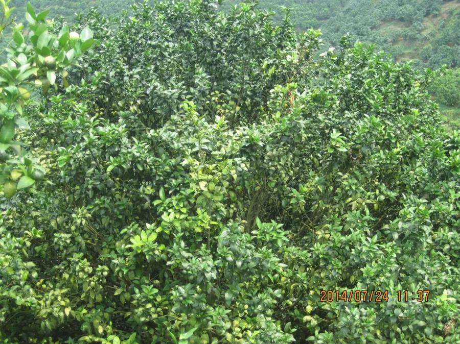 樹(shù)勢弱