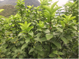 砂糖橘樹(shù)勢弱