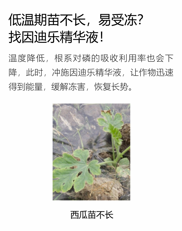 因迪樂(lè )精華液(1)_03.jpg
