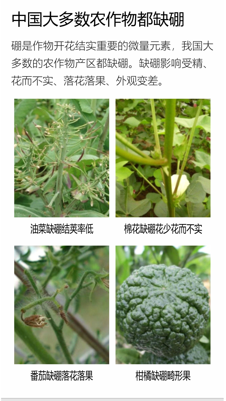 因迪樂(lè )有機海藻硼750_02.jpg