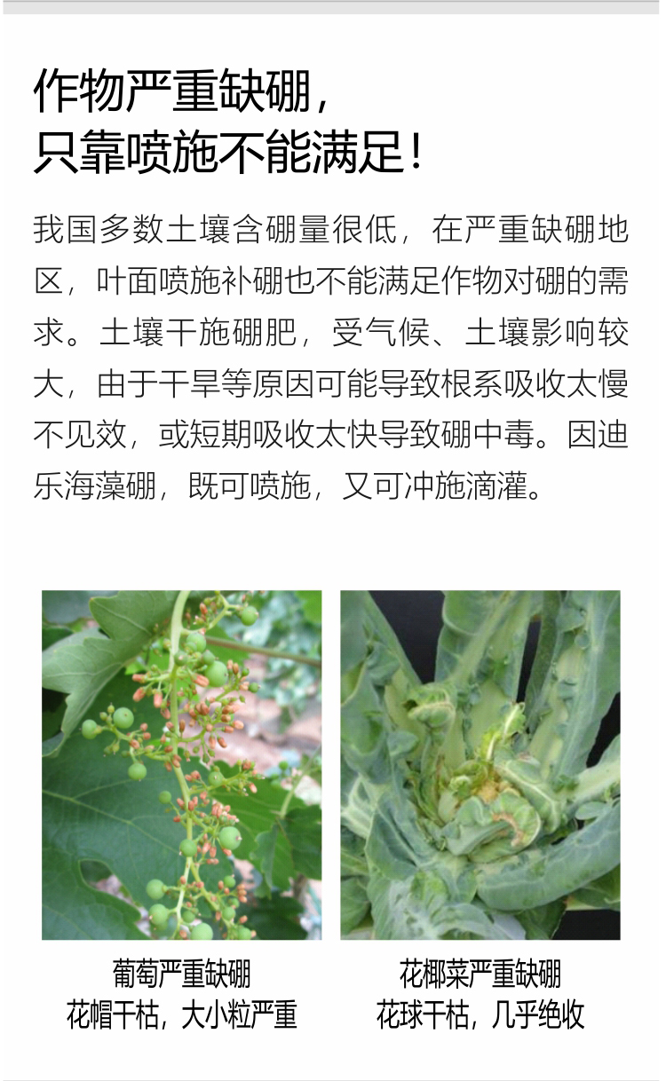因迪樂(lè )有機海藻硼750_04.jpg
