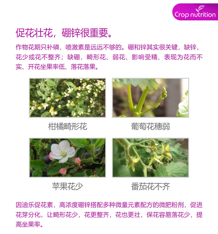 因迪樂(lè )有機促花素_02.jpg