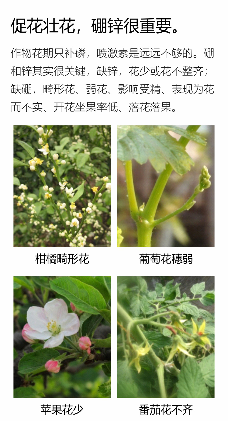 因迪樂(lè )有機促花素手機_02.jpg