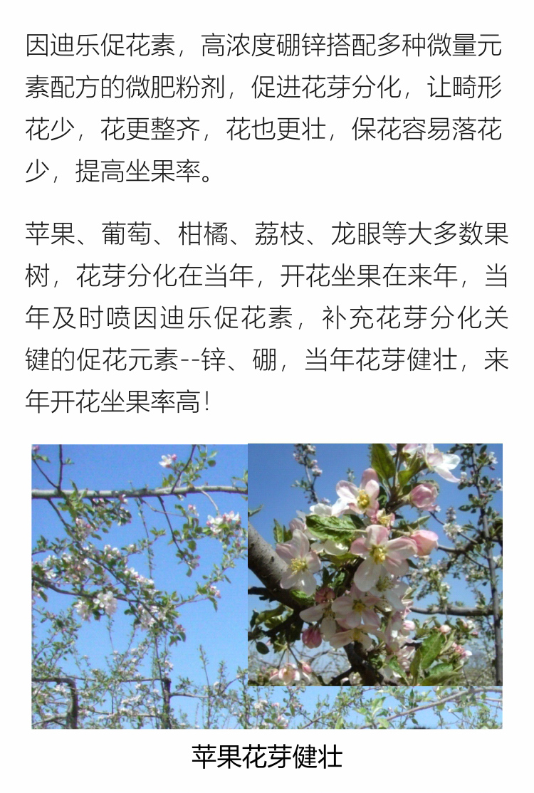 因迪樂(lè )有機促花素手機_03.jpg