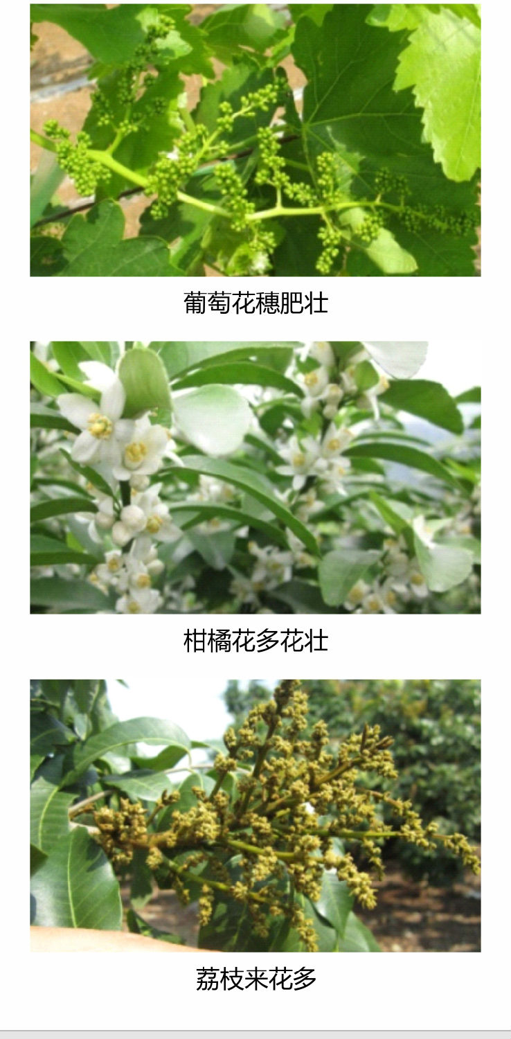 因迪樂(lè )有機促花素手機_04.jpg