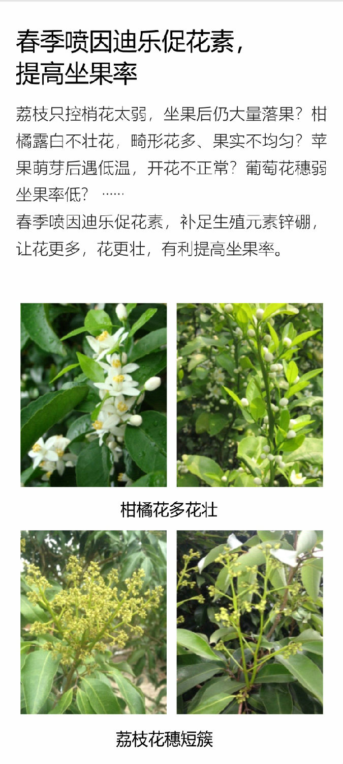 因迪樂(lè )有機促花素手機_05.jpg