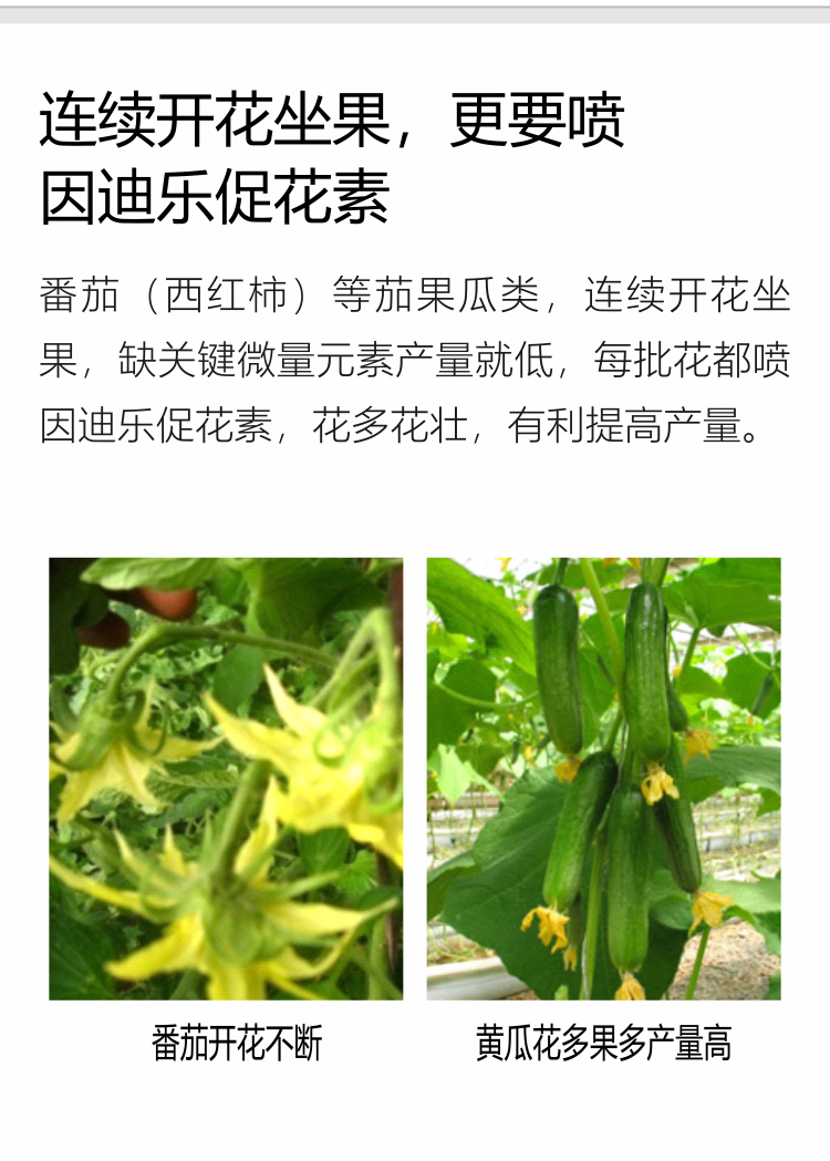因迪樂(lè )有機促花素手機_06.jpg