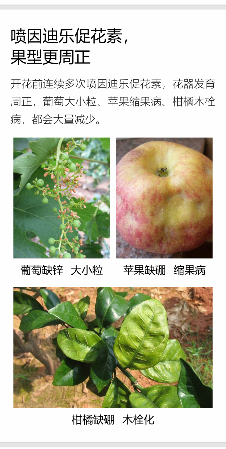 因迪樂(lè )有機促花素手機_07.jpg