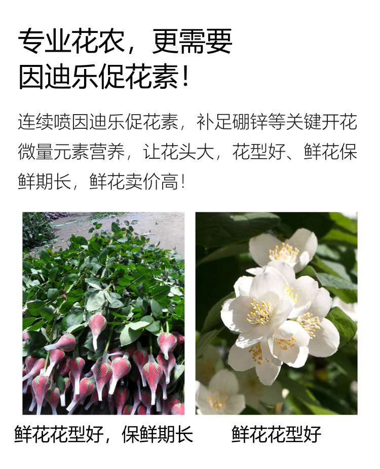 因迪樂(lè )有機促花素手機_08.jpg