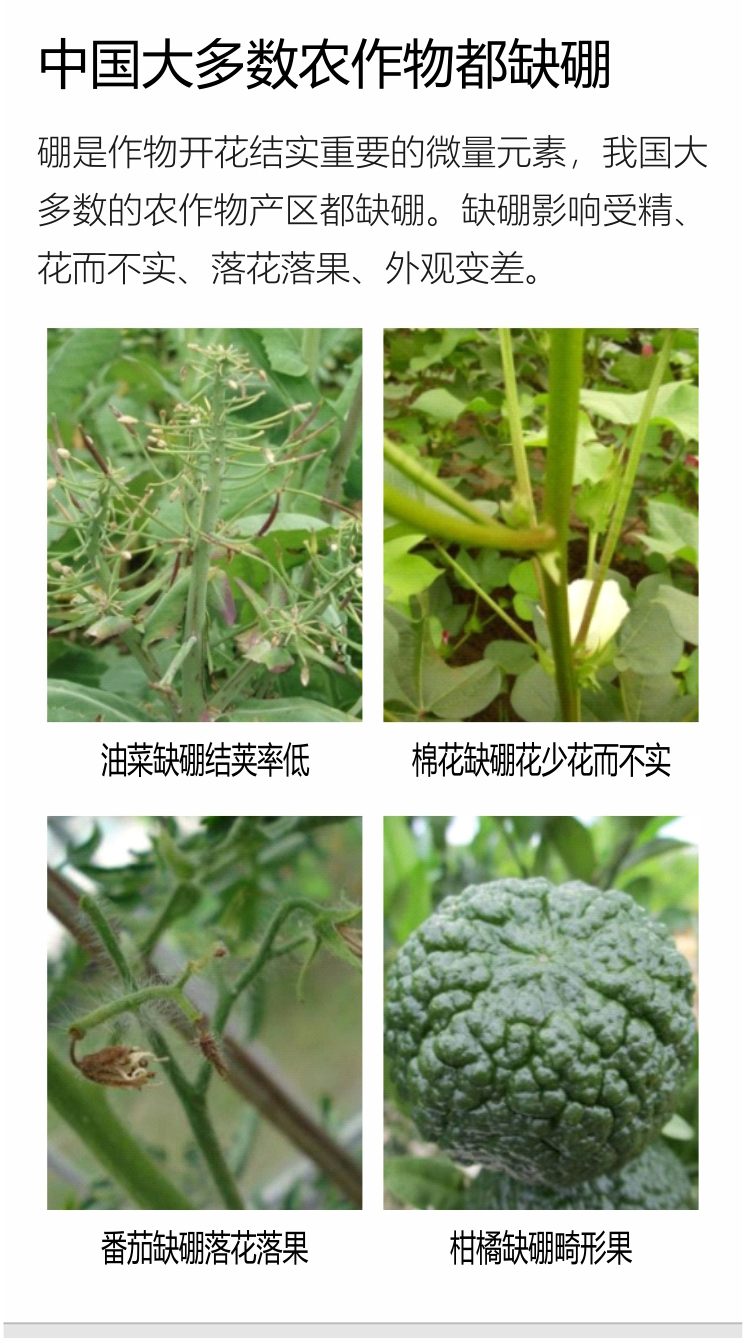 因迪樂(lè )有機海藻硼750_02.jpg