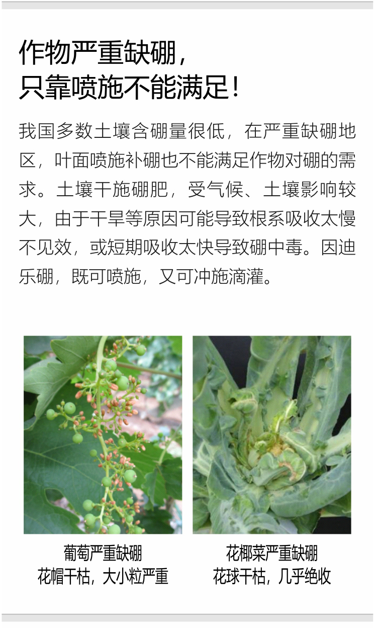 因迪樂(lè )有機海藻硼750_04.jpg