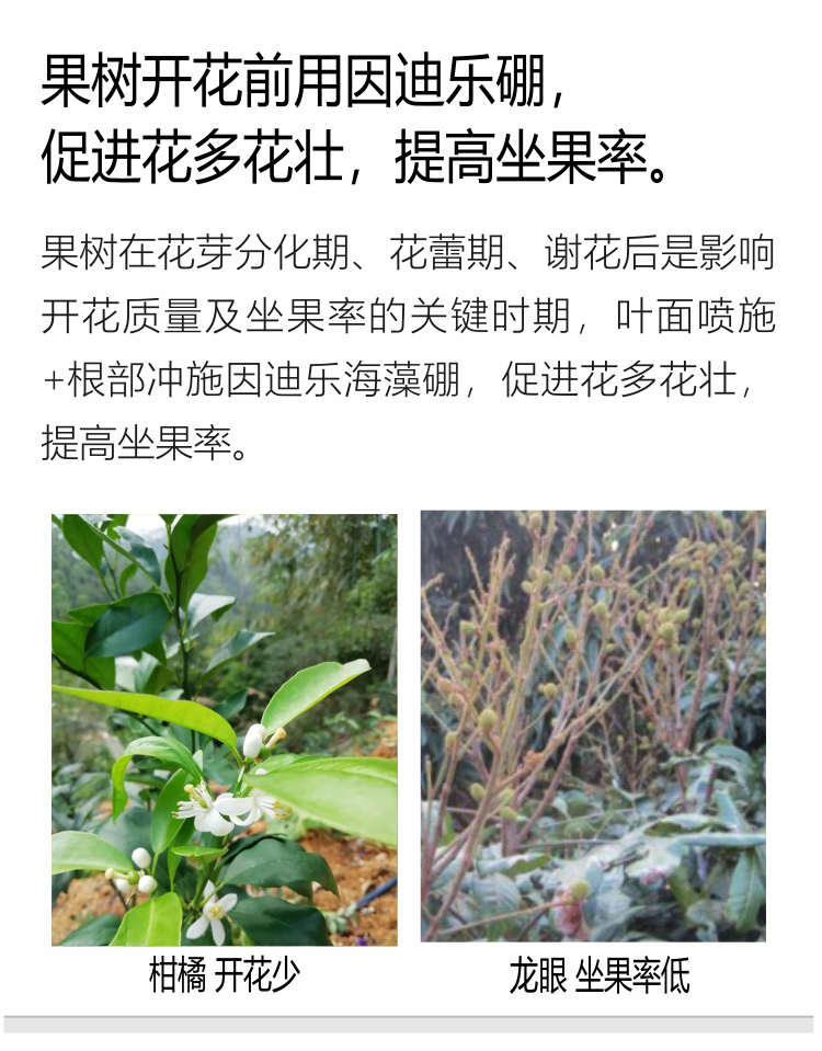 因迪樂(lè )有機海藻硼750_05.jpg