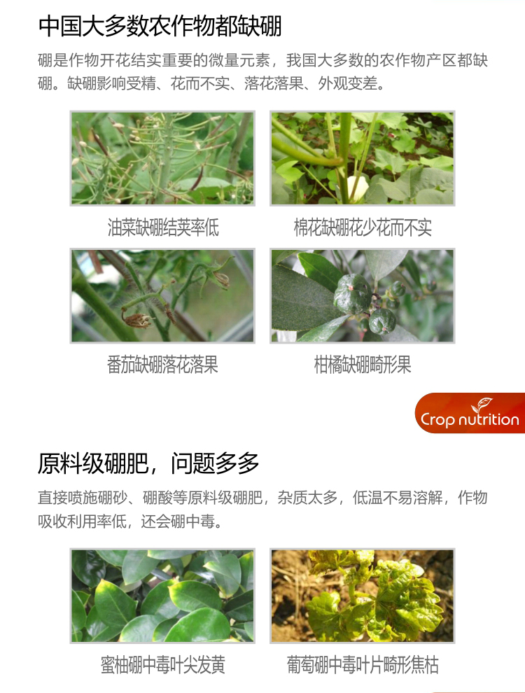 因迪樂(lè )有機海藻硼_02.jpg