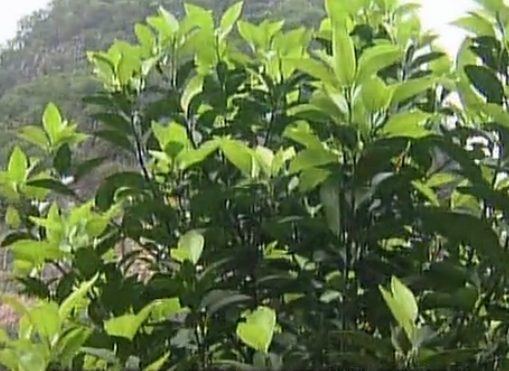 柑橘淋沖微補鈣肥，促根預防黃樹(shù)，樹(shù)壯保果品質(zhì)好