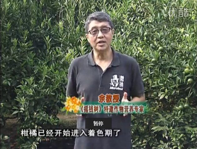 20150928珠江臺搖錢(qián)樹(shù)：如何提高柑橘硬度？預防減少浮皮霜凍果