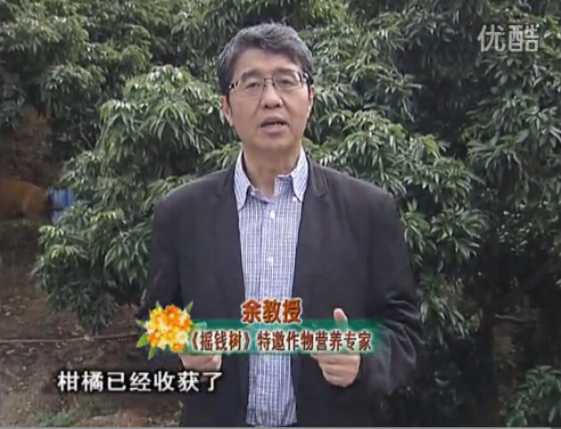20160104珠江臺搖錢(qián)樹(shù)：防治柑橘黃樹(shù)、減少采后弱樹(shù) 撒微補倍力、噴碧力+壯力