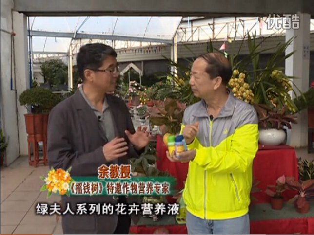 20160111珠江臺搖錢(qián)樹(shù)：家庭盆栽花卉黃葉又難養？用綠夫人，枝繁葉茂、花多花艷