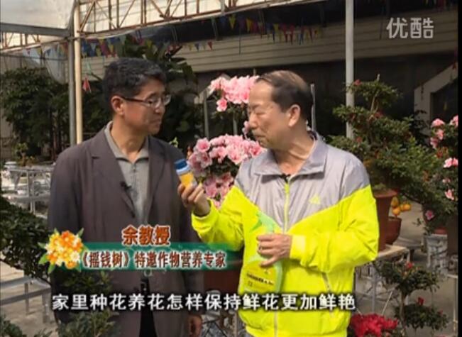 20160118珠江臺搖錢(qián)樹(shù)：家庭花卉用綠夫人600度鮮花營(yíng)養液，花開(kāi)鮮艷、花期長(cháng)