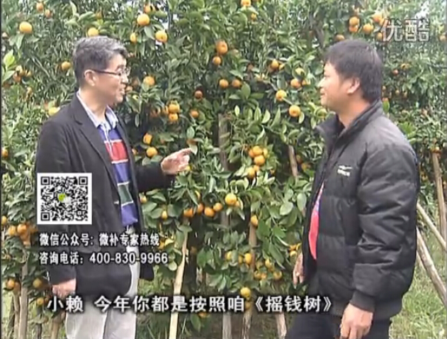 20160125珠江臺搖錢(qián)樹(shù)：如何解決柑橘兩大問(wèn)題：黃樹(shù)和果品質(zhì)差？