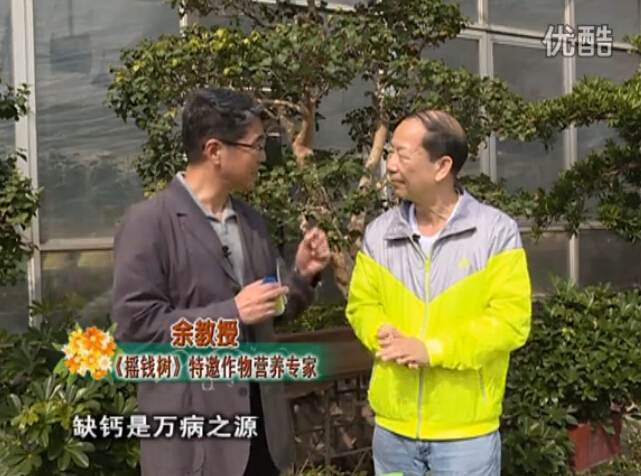 20160125珠江臺搖錢(qián)樹(shù)：家庭盆栽花卉?chē)娋G夫人160度補鈣抗病液，長(cháng)勢精神、抗病好