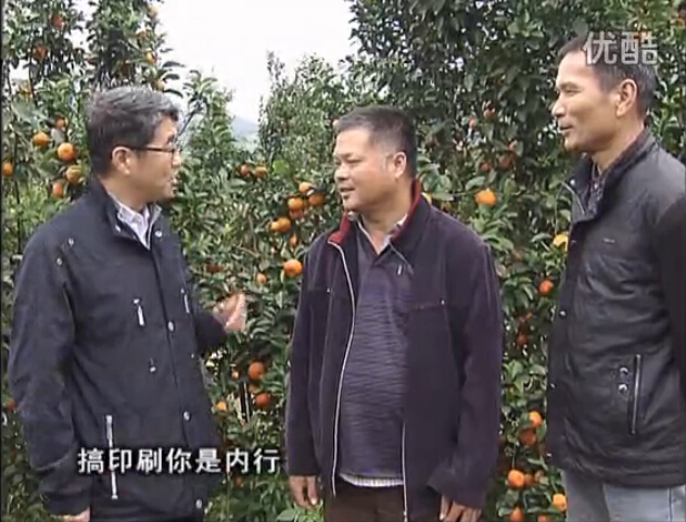 20160201珠江臺搖錢(qián)樹(shù)：開(kāi)印刷廠(chǎng)改行種柑橘，保樹(shù)靚今年還高產(chǎn)？
