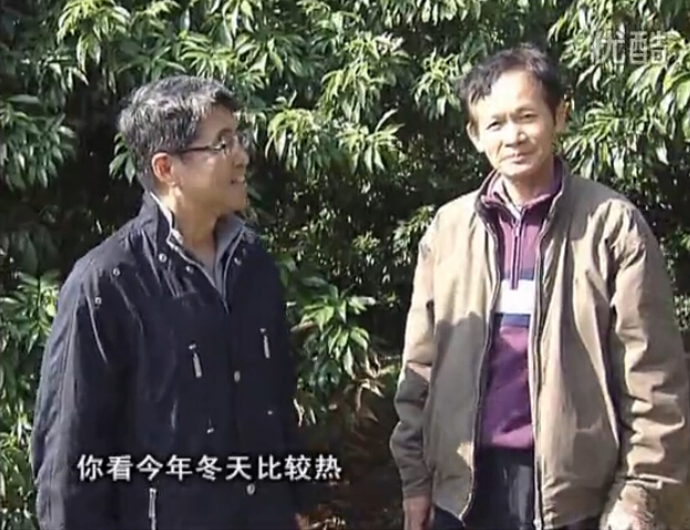20160201珠江臺搖錢(qián)樹(shù)：暖冬荔枝易沖梢，如何促花壯花好？看微補