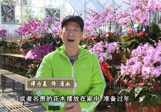 20160201珠江臺搖錢(qián)樹(shù)：新春家養花卉、盆栽，如何養護葉子、鮮花、果子保鮮更長(cháng)？