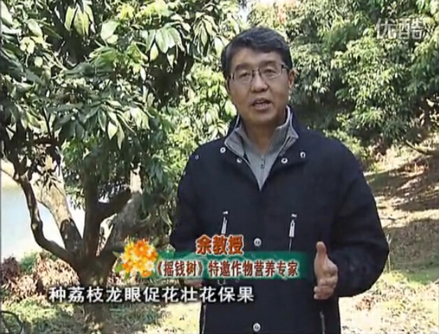20160215珠江臺搖錢(qián)樹(shù)：龍眼撒微補倍力、噴花力+碧力，補鈣鎂鋅硼保葉壯花