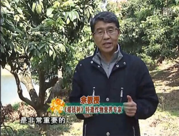 20160215珠江臺搖錢(qián)樹(shù)：名貴花木盆景，用綠夫人系列保葉、花靚、又抗病