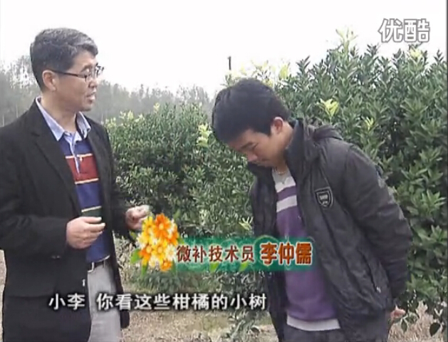 20160215珠江臺搖錢(qián)樹(shù)：柑橘小樹(shù)頭年掛果撒微補倍力、噴花力+碧力，壯樹(shù)促花好