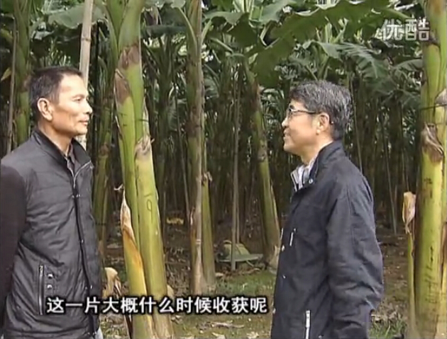 20160222珠江臺搖錢(qián)樹(shù)：粉蕉用微補方案，抽蕉好、葉干邊爛頭少