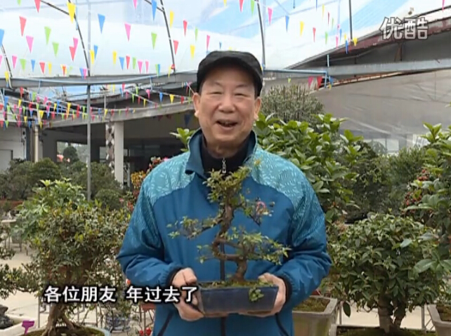 20160229珠江臺搖錢(qián)樹(shù)：盆景換盆養護，用綠夫人營(yíng)養液恢復生機