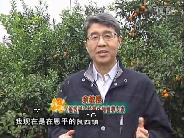 20160229珠江臺搖錢(qián)樹(shù)：柑橘用微補全年方案，黃樹(shù)恢復、果品質(zhì)好賣(mài)價(jià)高