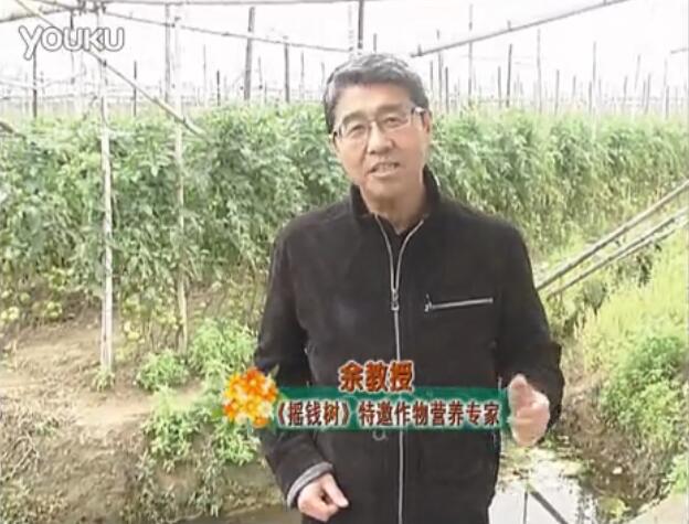 20160307珠江臺搖錢(qián)樹(shù)：天冷蔬菜有價(jià)卻無(wú)產(chǎn)？用微補方案苗壯保葉有產(chǎn)！