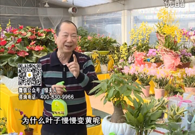 20160307珠江臺搖錢(qián)樹(shù)：陰生植物也不好種，黃葉多長(cháng)勢弱？用綠夫人來(lái)呵護
